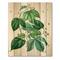 Designart - Vintage Green Leaves Plants III - Traditional Print on Natural Pine Wood